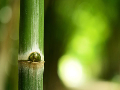 竹子生长季节